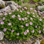 Pakost kantabrijský (Geranium × cantabrigiense) ‘BIOKOVO’ - výška-10 cm, priemer-10-20cm, kont. C2L